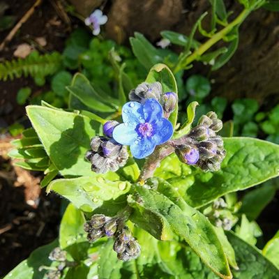 Single forget me-not flower atop a stem surrounded by leaves and buds flowers not yet bloomed