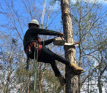 Texas Tree Elite - Tree Services, Tree Removal