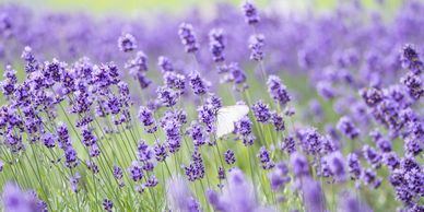 Lavender ลาเวนเดอร์