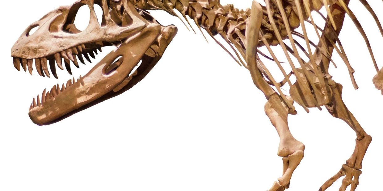 What should I make of the fossils we find in the Earth?