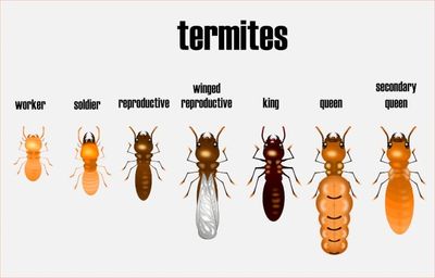 Norman oklahoma termite inspector, examples of termites