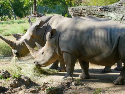 Two rhinoceroses standing side by side in a natural habitat.