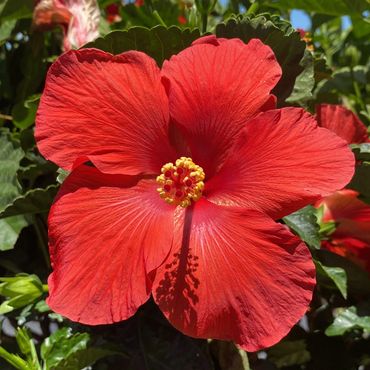 Author Susan Hailey Flowers of California