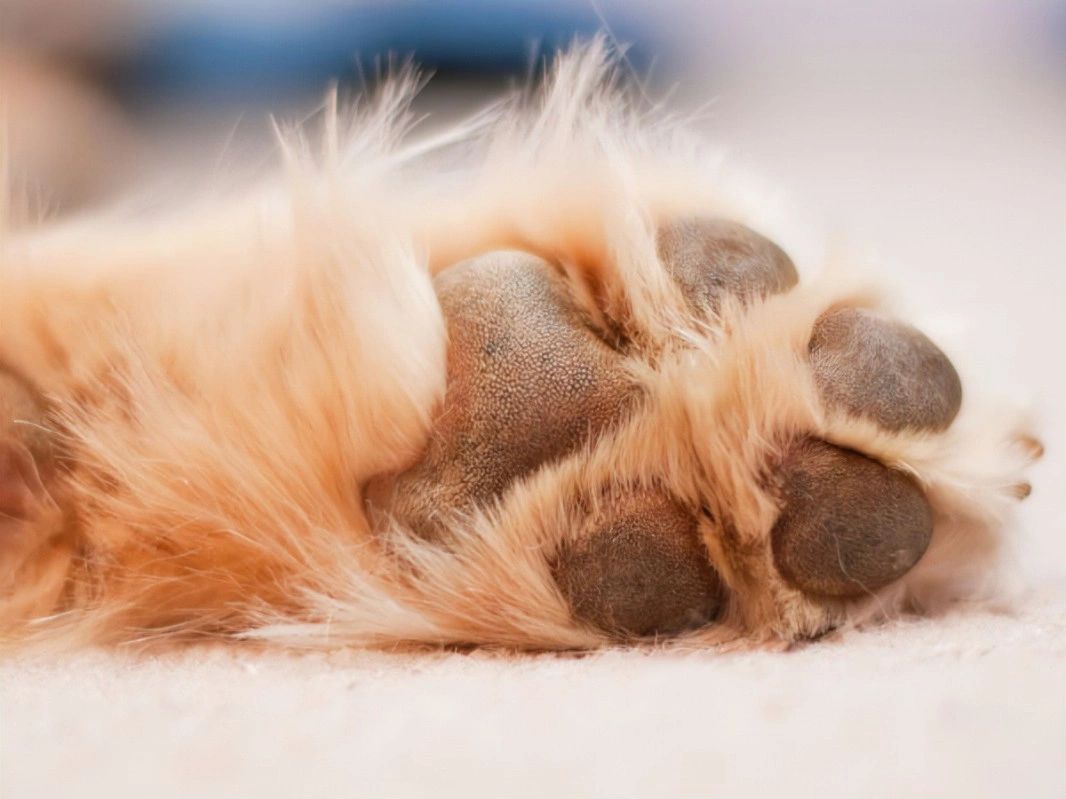 How to Make a Healing Paw Salve