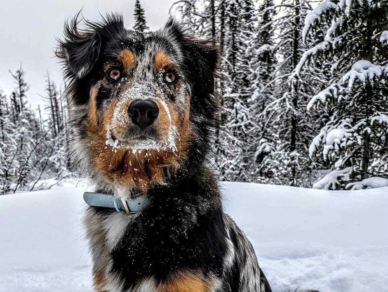 Australian Shepherd dog with snow on its face in a snowy forest.