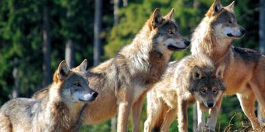 four wolves