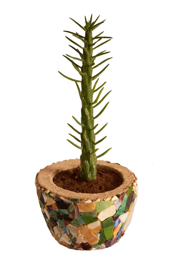 CAC8005L - Large Cactus on Large Handmade Concrete vase