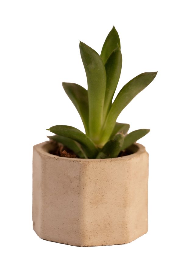 CAC8003M - Cactus on Small Handmade Concrete vase