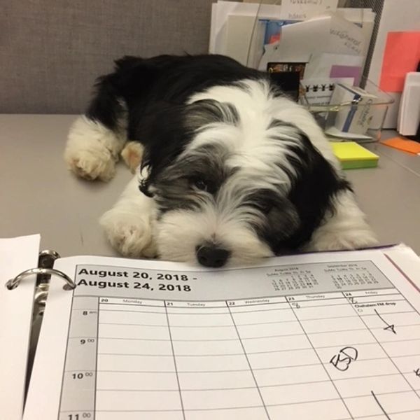 Bandit, a Service Dog now, is hard at work.