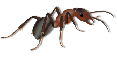 are ants attracted to tobacco Cigarette butts endanger insects: Biologists prove high risk for Are Ants Attracted to Air Other Insects | Arab Termite