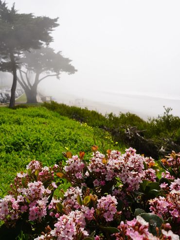 Pink flowers bloom near a foggy, green coastal landscape with trees and a beach.
