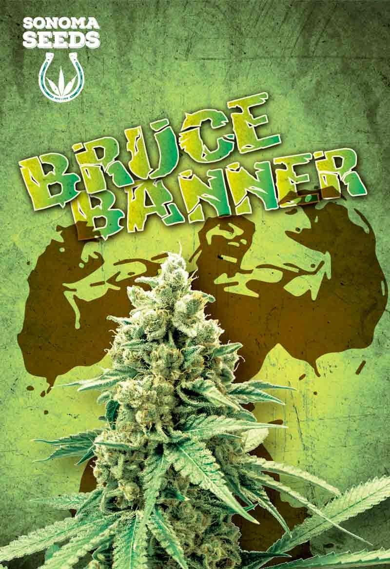 Bruce Banner Strain