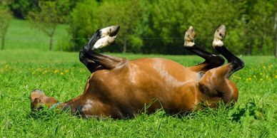 Colic in Horses