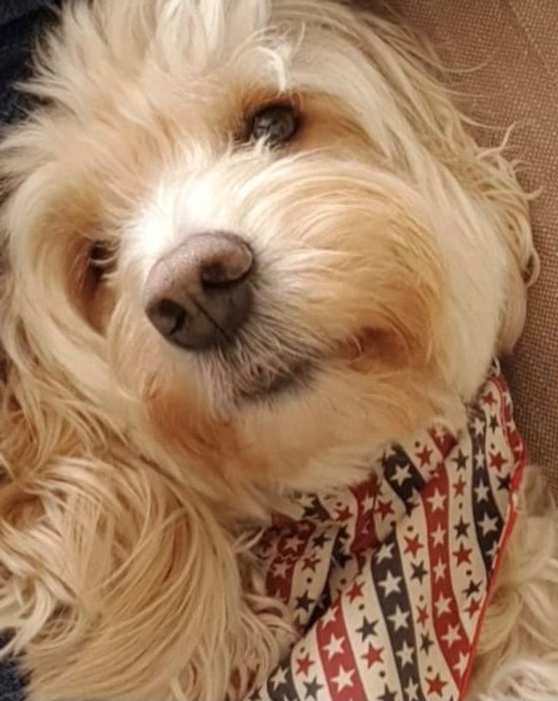 Archies Retreat Dog Home Boarding, Day Care and Home Boarding