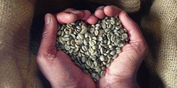 green coffee beans in cupped hands making them heart shaped