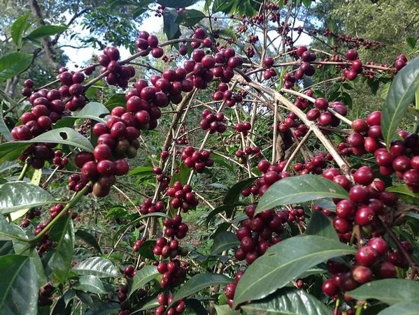 Red coffee cherries growing on a laiden coffee plant ready for harvest with trees above