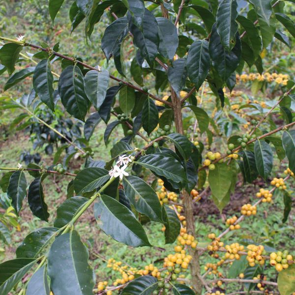 white flowers  and yellow coffee cherries on a coffee plant growing in Peru