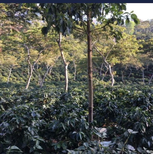 A lush coffee plantation with green coffee plants and tall shade trees.