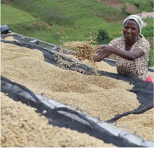 A woman drying coffee beans outdoors on large mats.