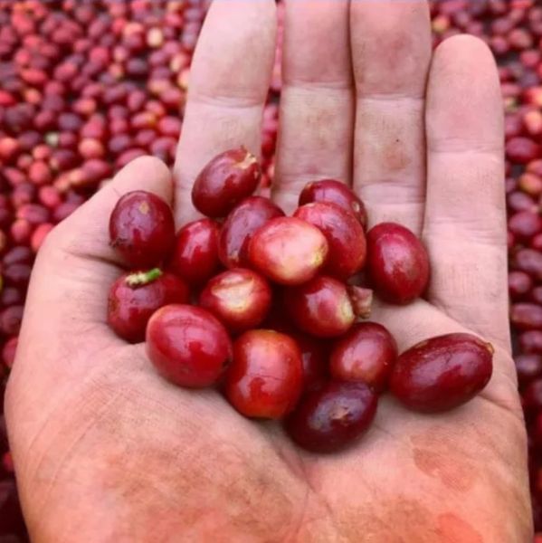 Hand holding fresh red coffee cherries against a background of more cherries.