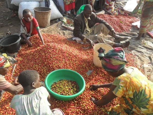  DR Congo coffee producers at a co-operative coffee station sorting coffee berries.