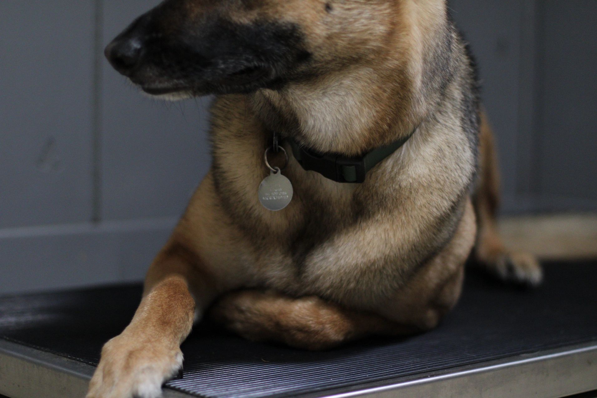 Close-up of a dog lying down indoors.