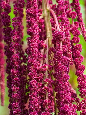Dreadlock Amaranth seeds (100).