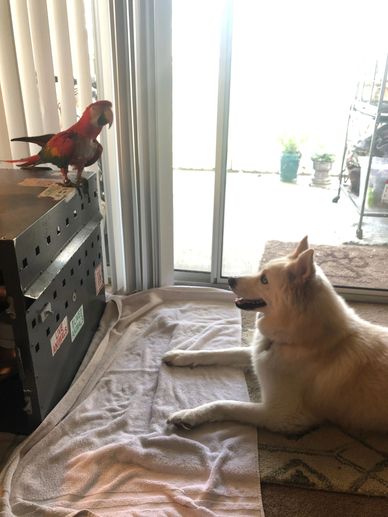 A dog and a colorful parrot face each other indoors near a sliding door.