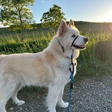 A fluffy white dog with a leash stands outdoors at sunset.