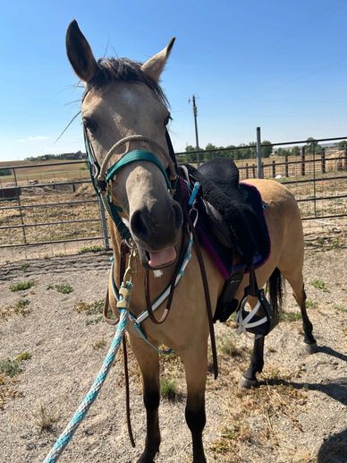 A saddled horse with a teal halter stands in a fenced area under a clear sky.