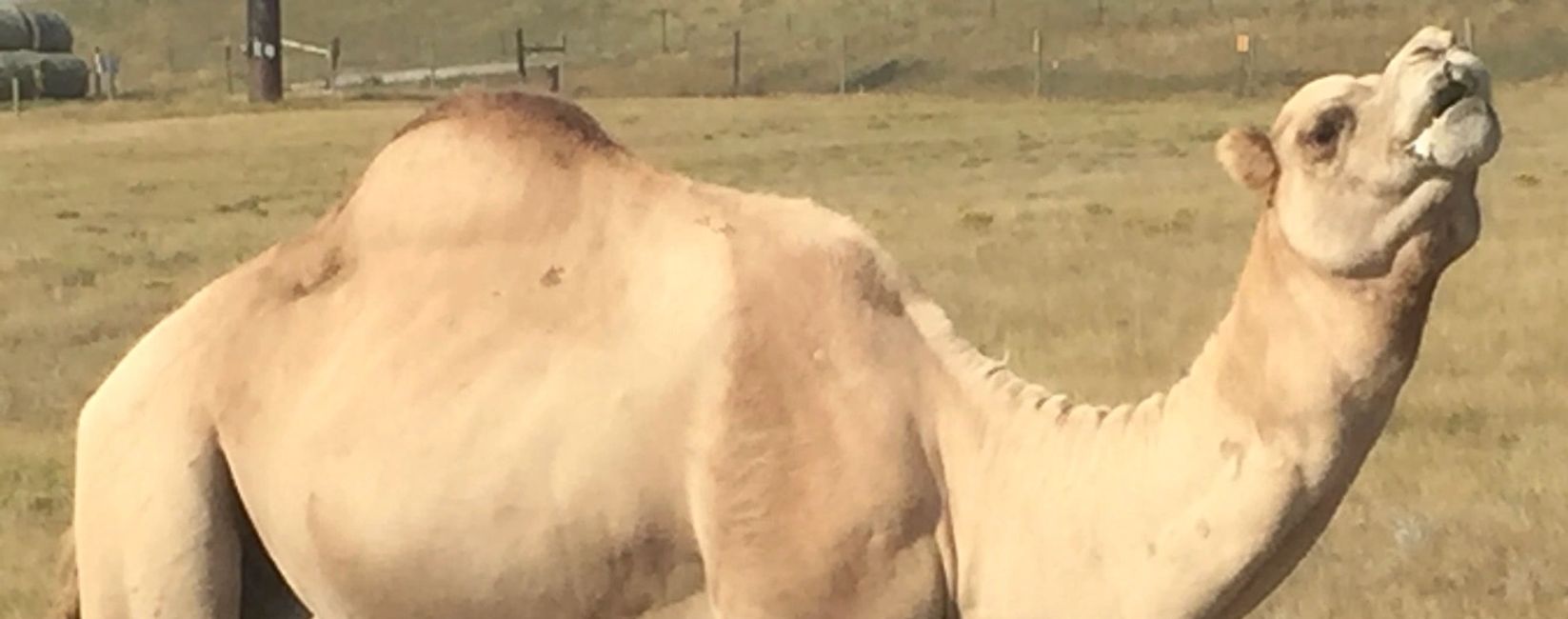 Dromedary in the USA.  The ship of the desert that, in the Middle East, transmits MERS to people.