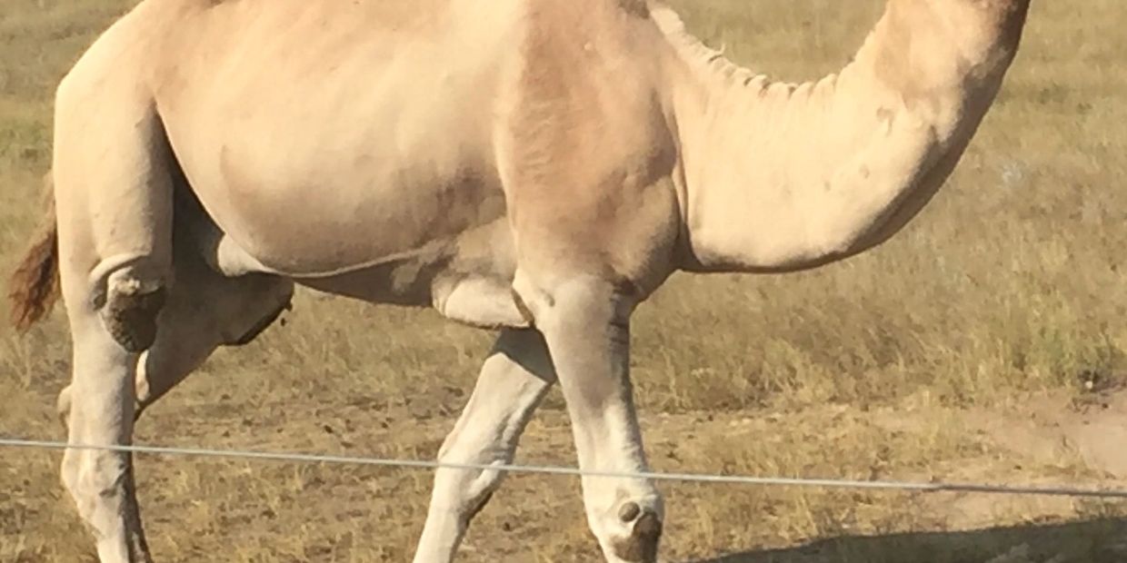 Dromedary in the USA.  The ship of the desert that, in the Middle East, transmits MERS to people.