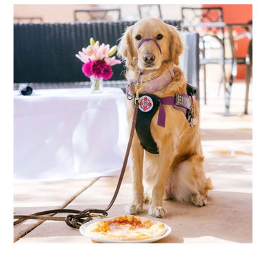 Golden retriever service dog sitting by a pizza with a leash and harness.