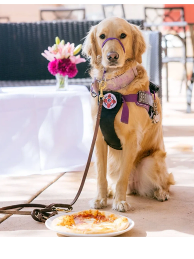 Golden retriever service dog sitting by a pizza with a leash and harness.