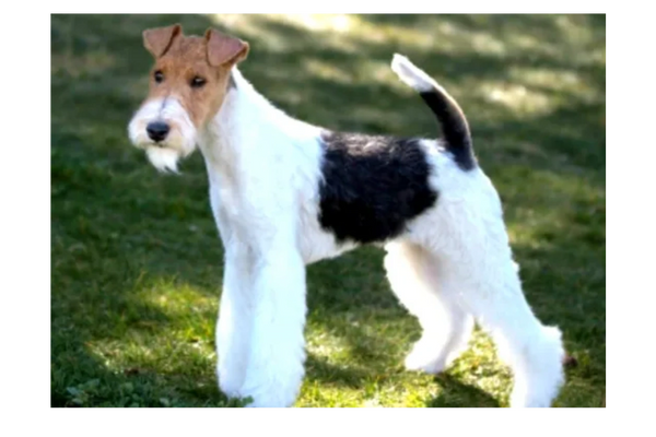 Desert Skies Kennel - Wire Fox Terrier, Breeder