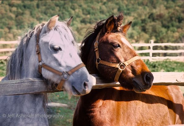 Two horses are standing beside