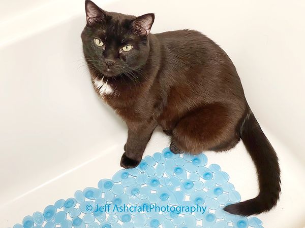 A black cat is sitting on the edge