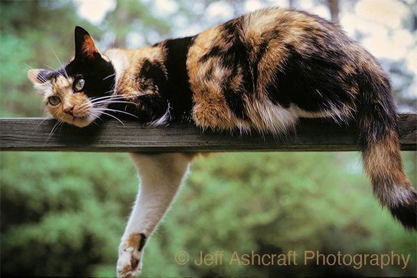 a cat is relaxing peacefully