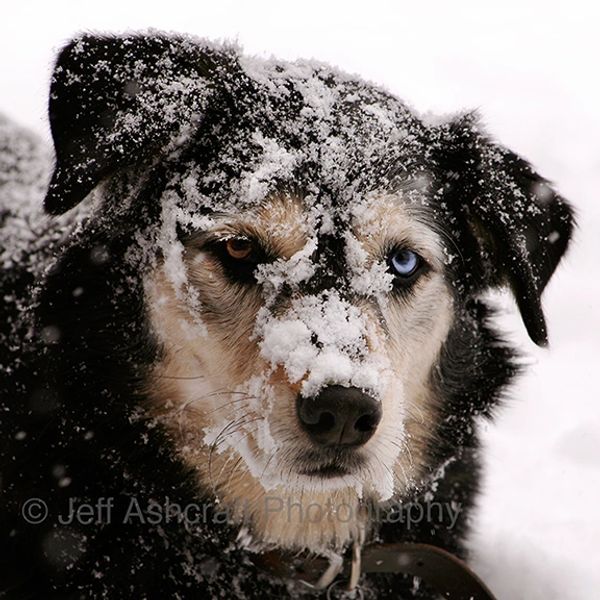 A dog face covered with snow