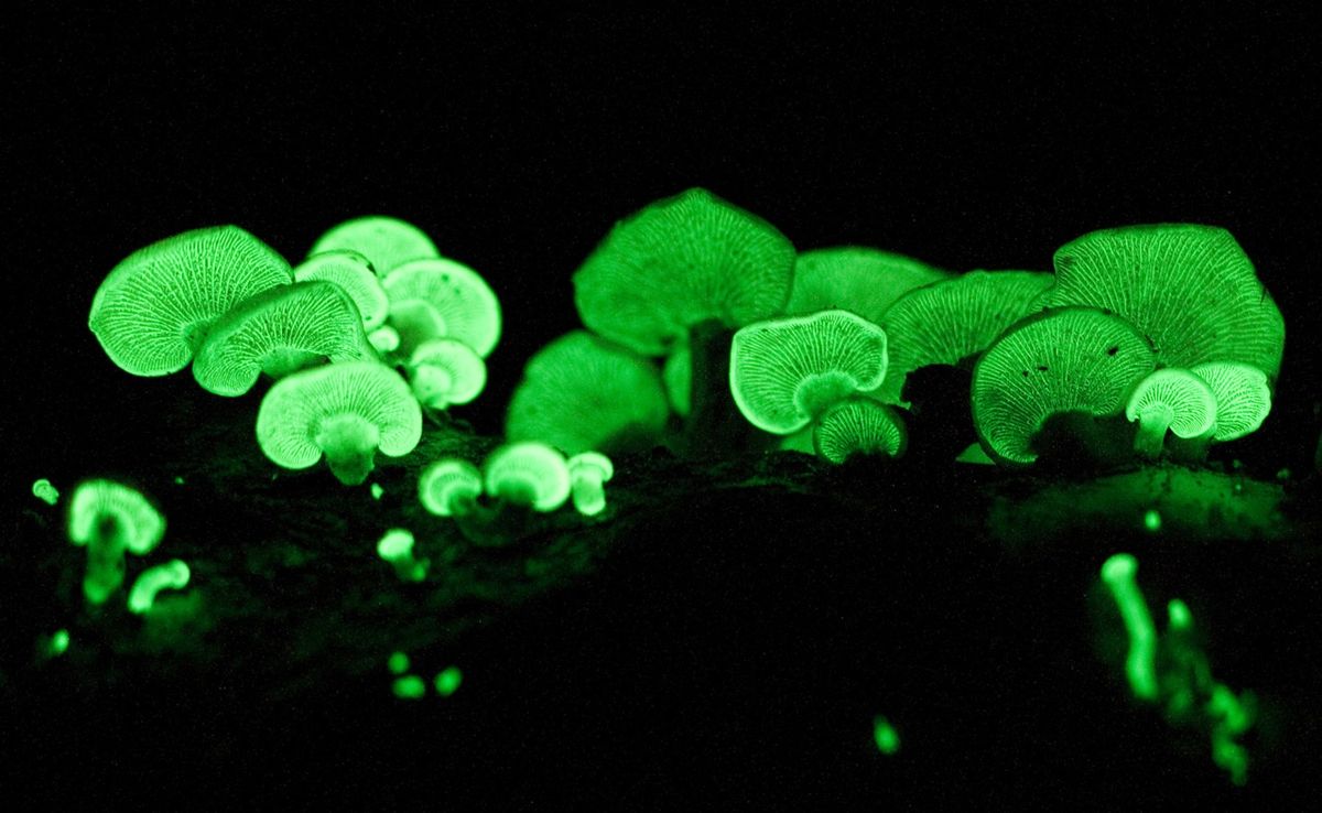 10ml Panellus stipticus mushroom liquid culture syringe (live mycelium