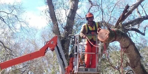 The Tree Barber Inc.  offers Residential and Commercial Tree Care services Clearwater, and Ocala flo