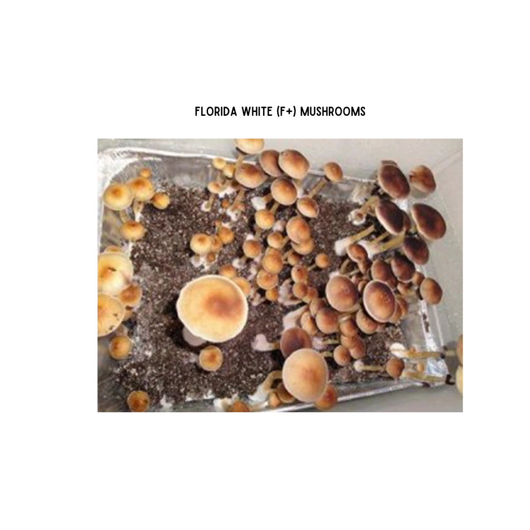 Florida White (F+) Mushrooms