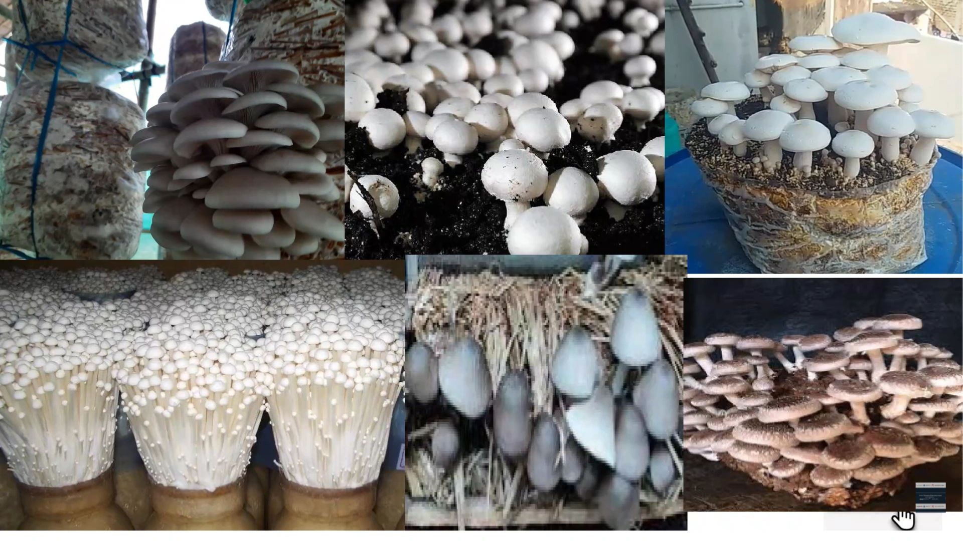 How To Start Mushroom Farming Business Why It Can Be Blessing
