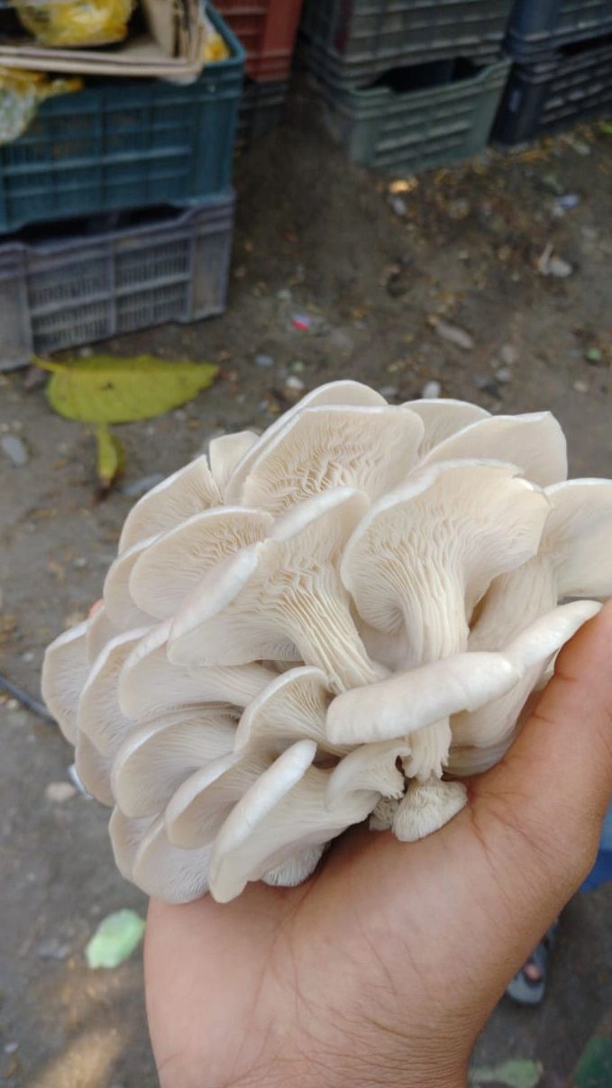 How to Grow Oyster Mushrooms (Low Tech) : 9 Steps (with Pictures