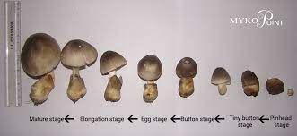 Fact sheet - Paddy straw mushroom (433)