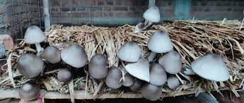 Paddy Straw Mushroom