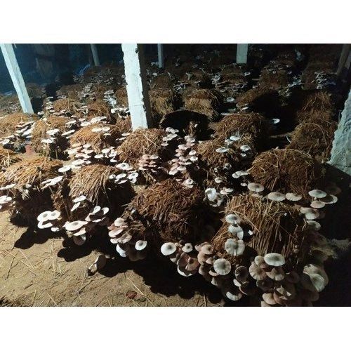 Growing Popular Varieties of Mushrooms: Part 3 - Paddy Straw Mushroom  (Volvariella volvacea) 