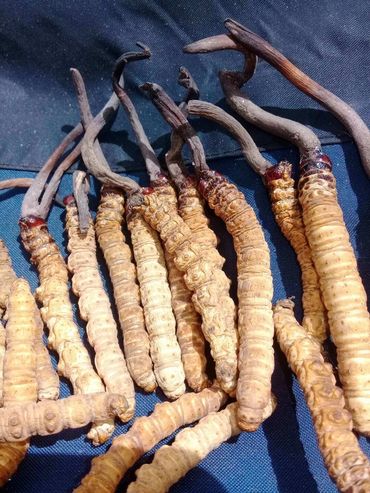 CORDYCEPS FROM BHUTAN, Bhutan Cordyceps.  #cordyceps #Đôngtrùnghạthảo #bhutncordyceps 