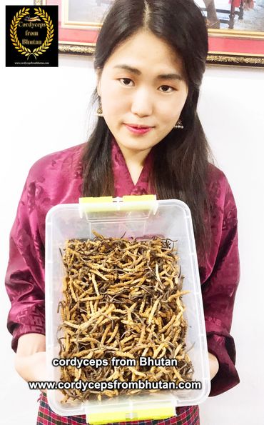 CORDYCEPS FROM BHUTAN, Bhutan Cordyceps.  #cordyceps #Đôngtrùnghạthảo