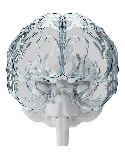 3D model of a human brain with transparent outer layer showing inner structures.